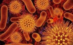 paraziták típusai az emberi szervezetben